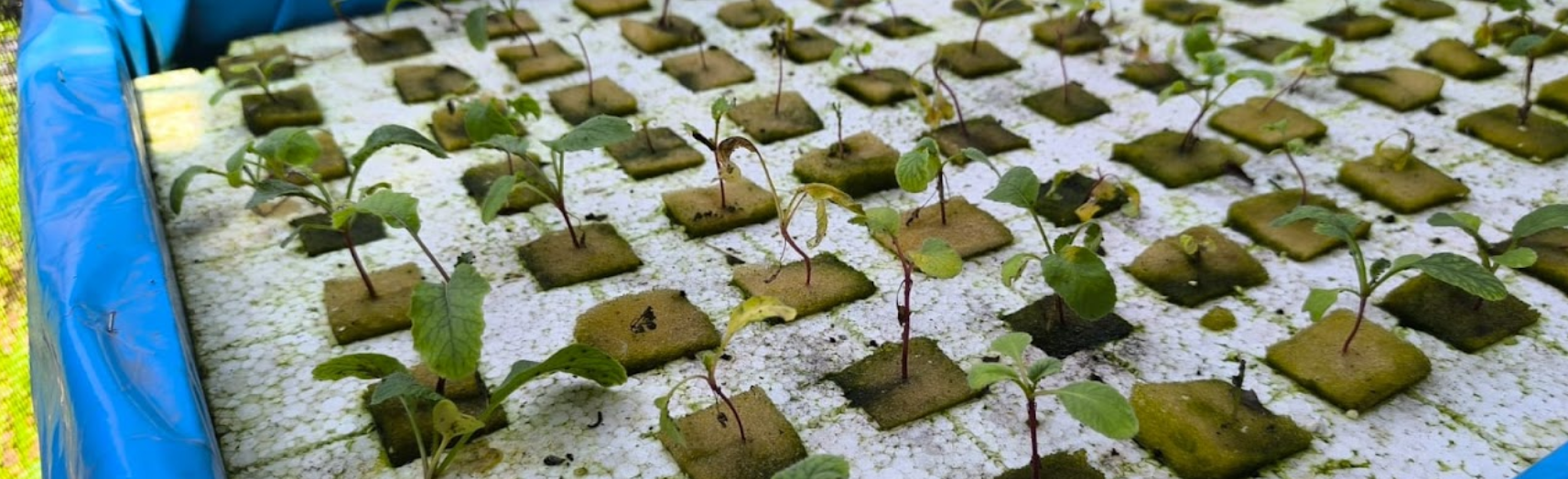 Quinta Etapa - Acción restauradora y monitoreo